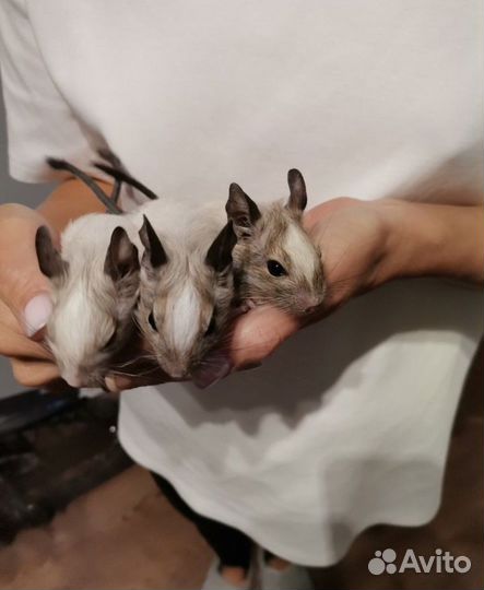 Дегу чилийская белочка