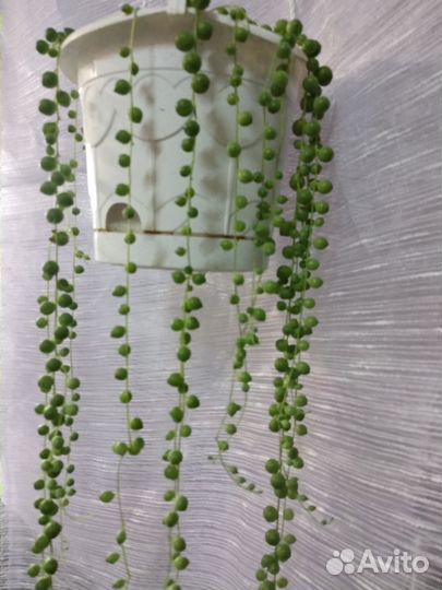 Крестовник роули