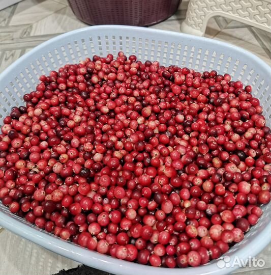 Клюква свежая