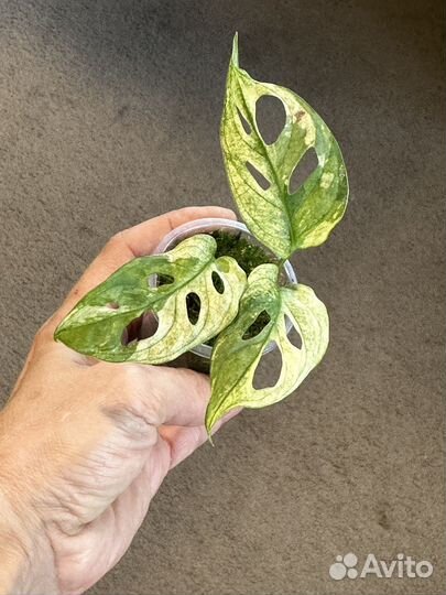 Монстера вариегатная адансона
