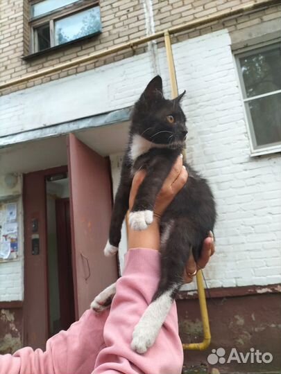 Котик черный мальчик