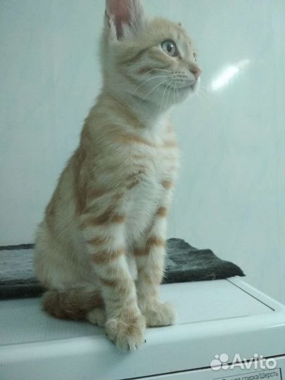Рыжий котенок мальчик