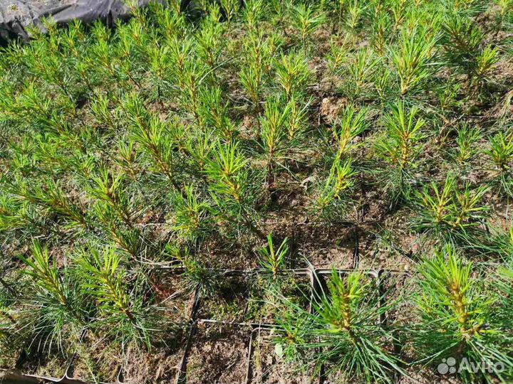 Кедр. Саженцы