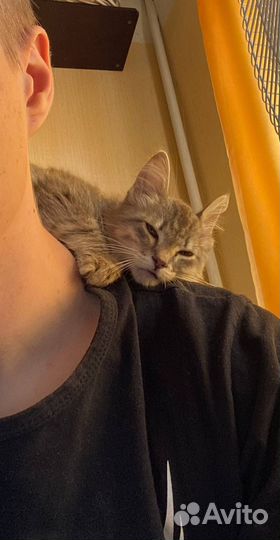 Отдам котенка в добрые руки (девочка)