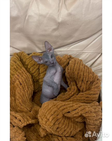 Канадский сфинкс