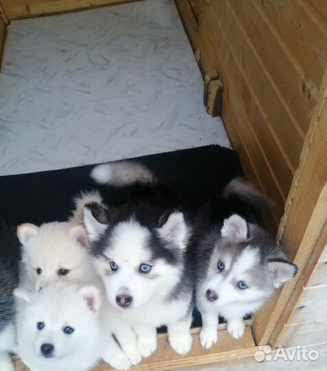 Помски