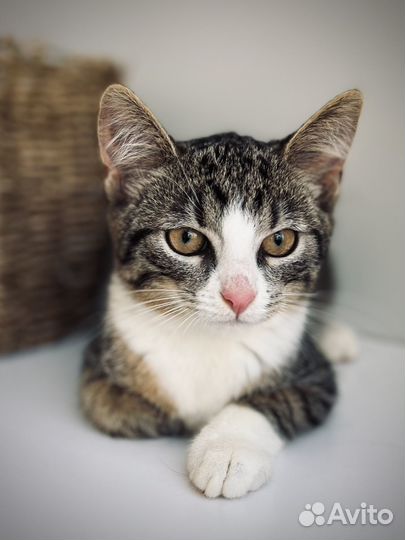 Котёнок-мальчик