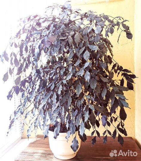 Леея Бургунди