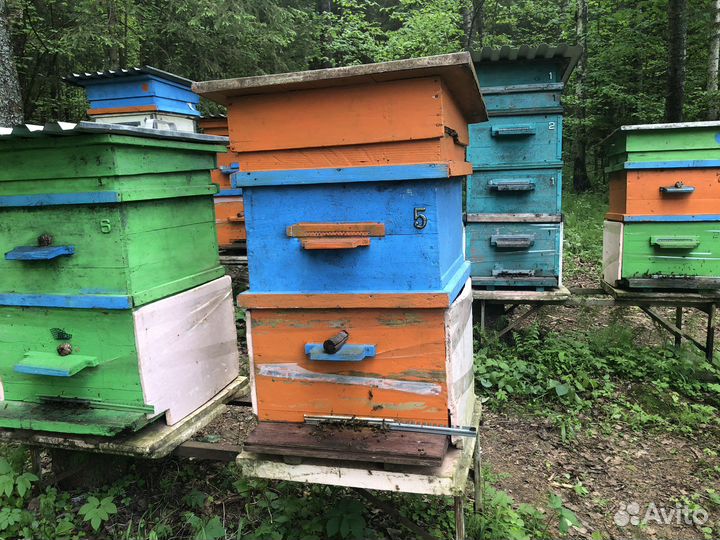 Продам пчелопакеты и пчелосемьи с ульем