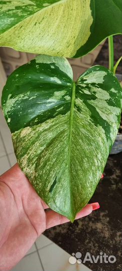 Монстера Минт