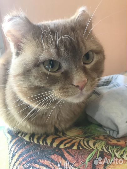 Чудо котик в добрые руки