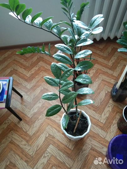 Комнатные растения