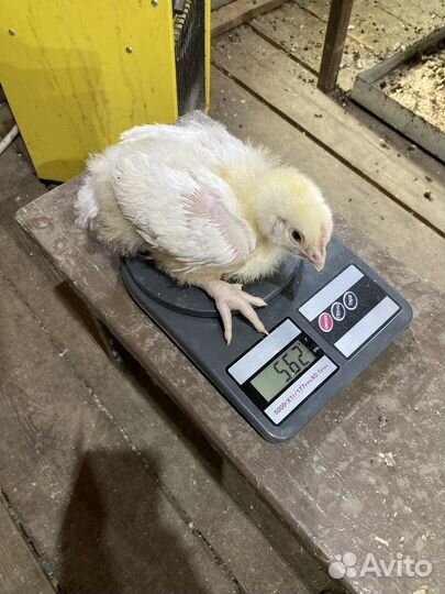 Бройлеры кобб 500