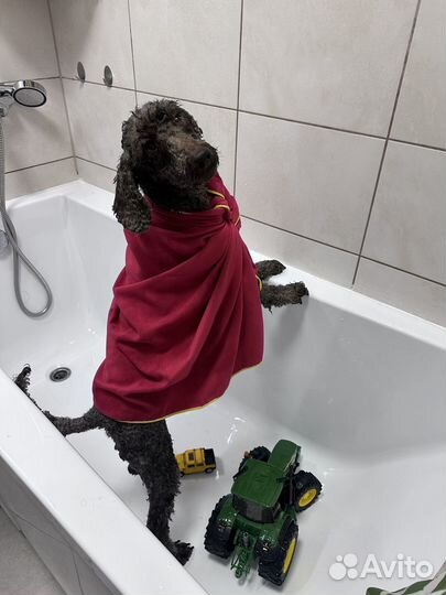 Передержка животных