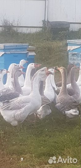 Утки и гуси, петухи на племя