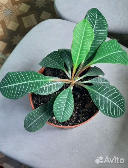 Молочай беложильчатый