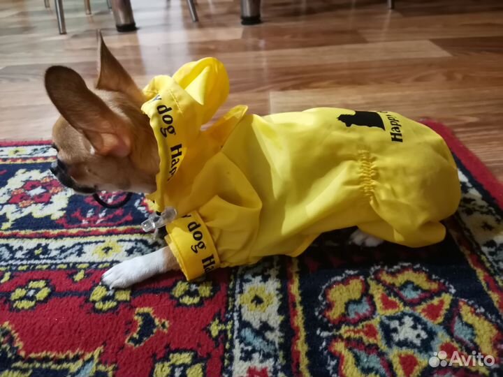Дождевик и слинг-переноска для собак