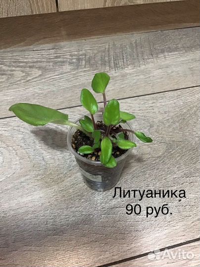 Детки и стартеры сортовых фиалок