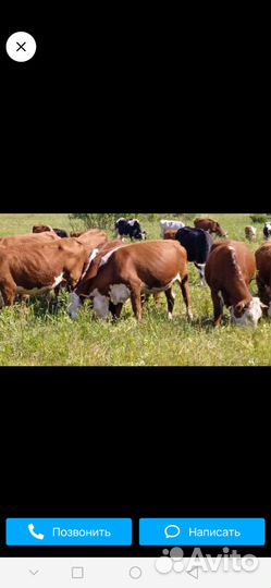 Корова герефорд