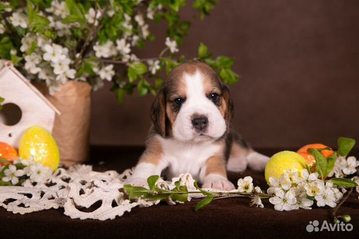 Щенки бигль