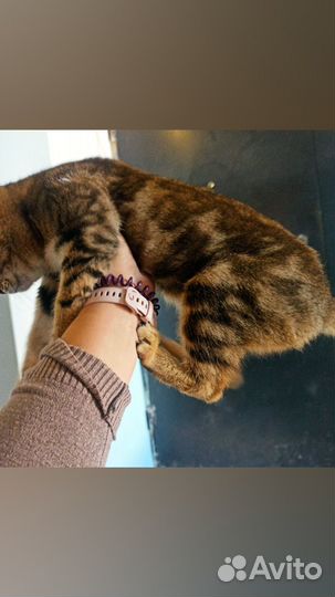 Кошечку в хорошие руки