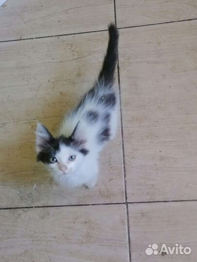 Котята
