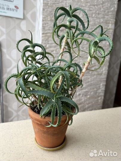 Алоэ столетник