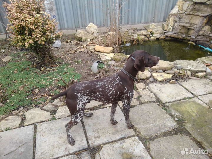 Курцхаар кобель вязка