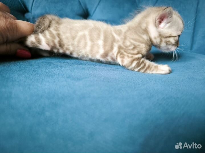 Бенгальские котята