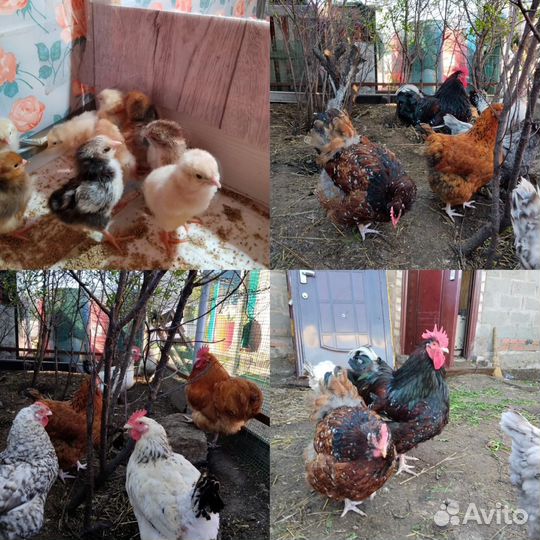 Цыплята суточные