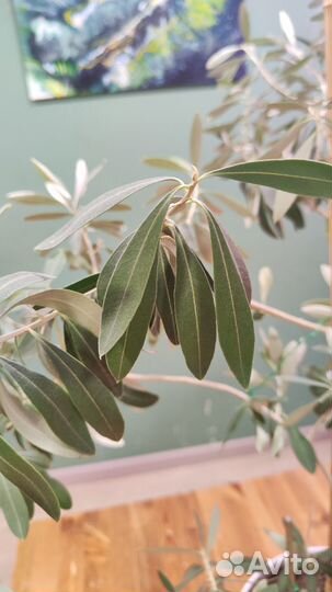 Оливка комнатное растение