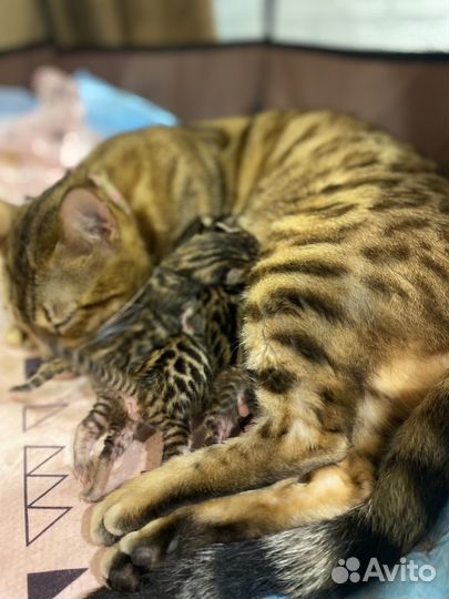 Бенгальские котята