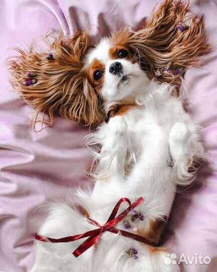 Малыши кавалер кинг чарльз спаниели