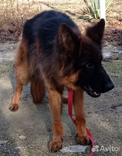 Кобель длинношерстный немецкая овчарка