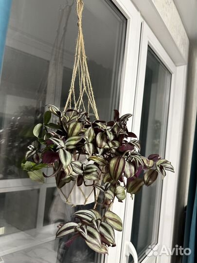 Традесканция зебрина