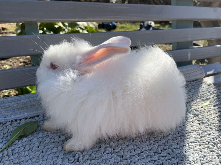 Кролики Немецкая Ангора,крольчата