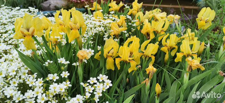 Ирисы карликовые