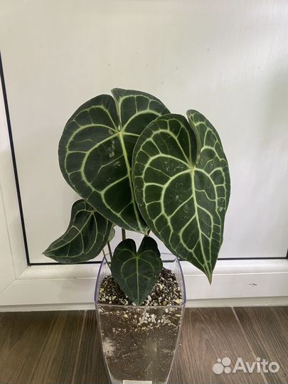 Антуриум кларинервиум