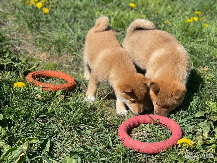 Сиба ину. Большой выбор