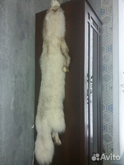 Шкурка животного