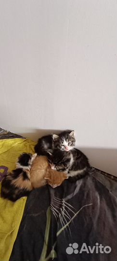 Котята от крысоловов