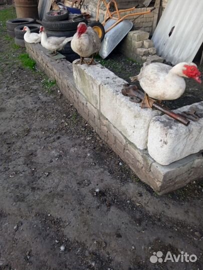 Индоутки и утки, обмен