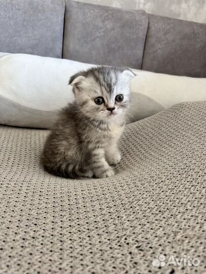 Шотландская кошка
