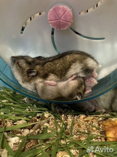 Джунгарский хомяк