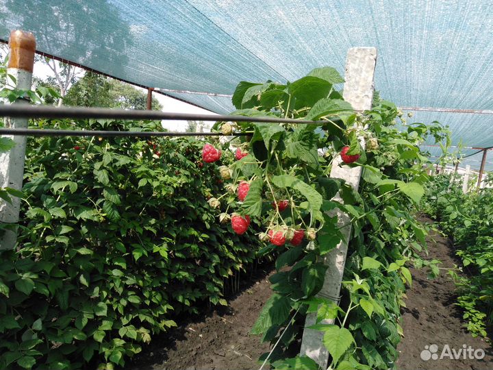 Саженцы ремонтантной малины