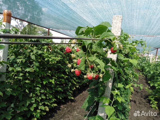 Саженцы ремонтантной малины