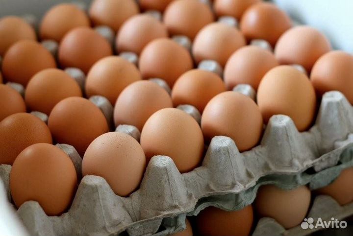 Продаю фермерское яйцо
