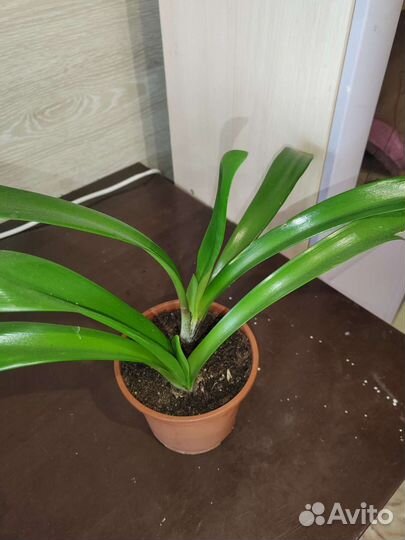 Комнатные растения и рассада