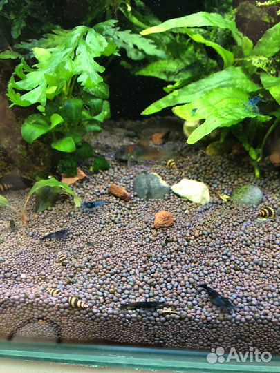 Гуппи и креветки