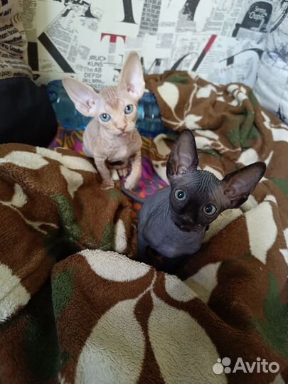 Канадский сфинкс